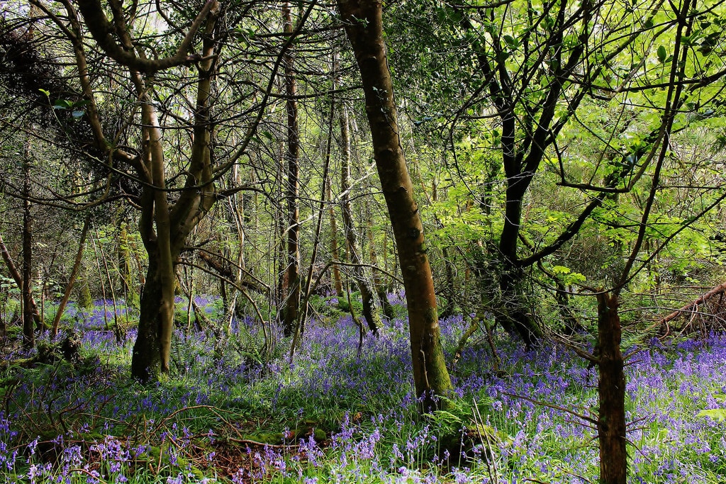 Curraghbinny Woods | www.ringofcork.ie | Ring of Cork