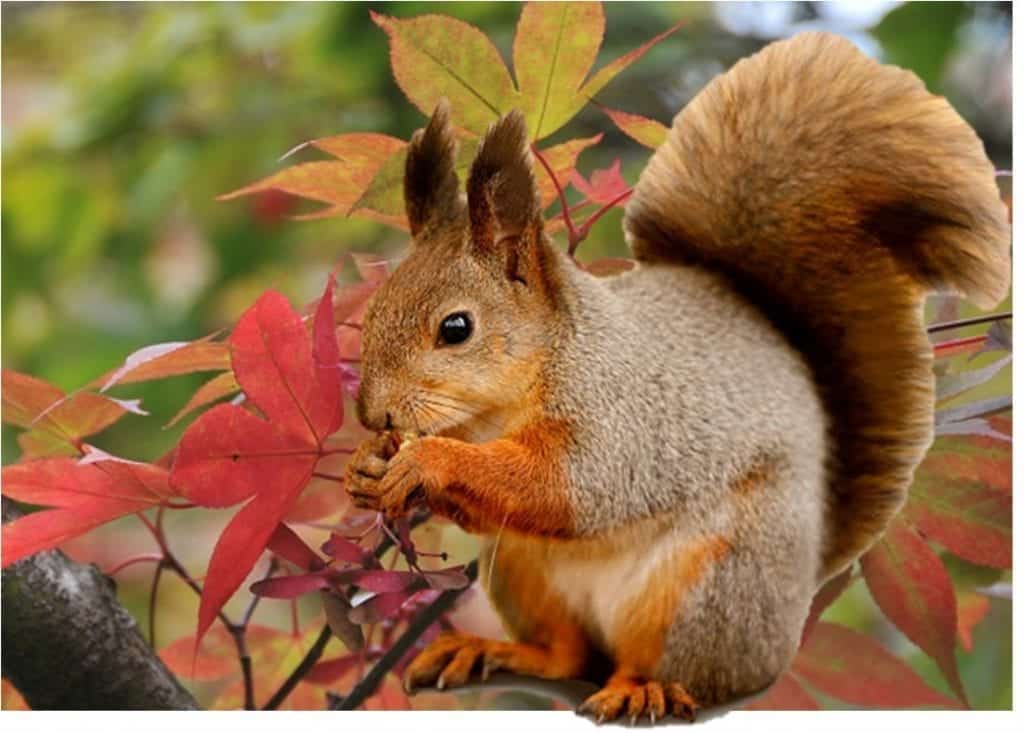 www.ringofcork.ie | Ring of Cork | Squirrel