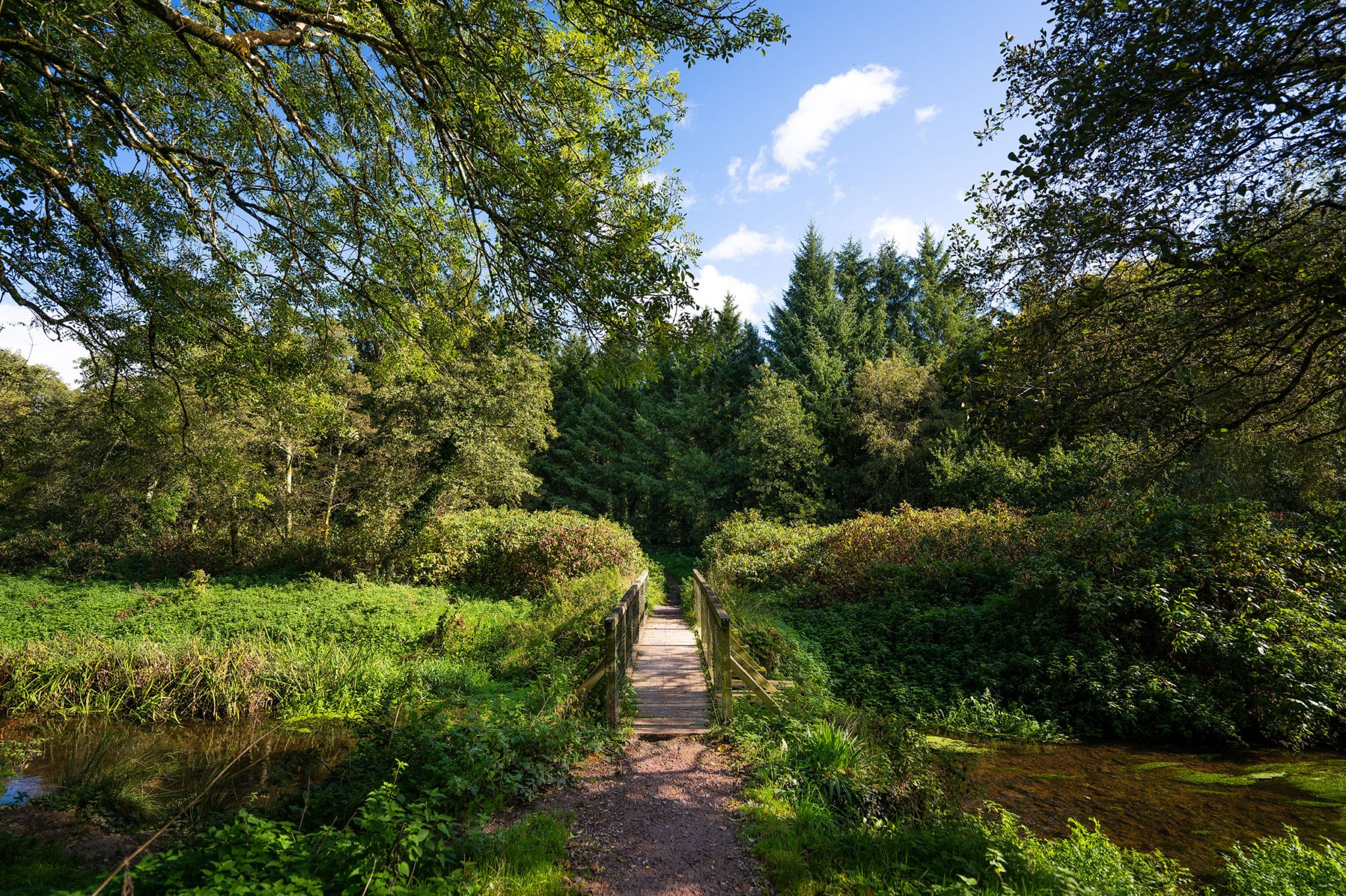 Castlemartyr Mitchell Woods | www.ringofcork.ie | Ring of Cork