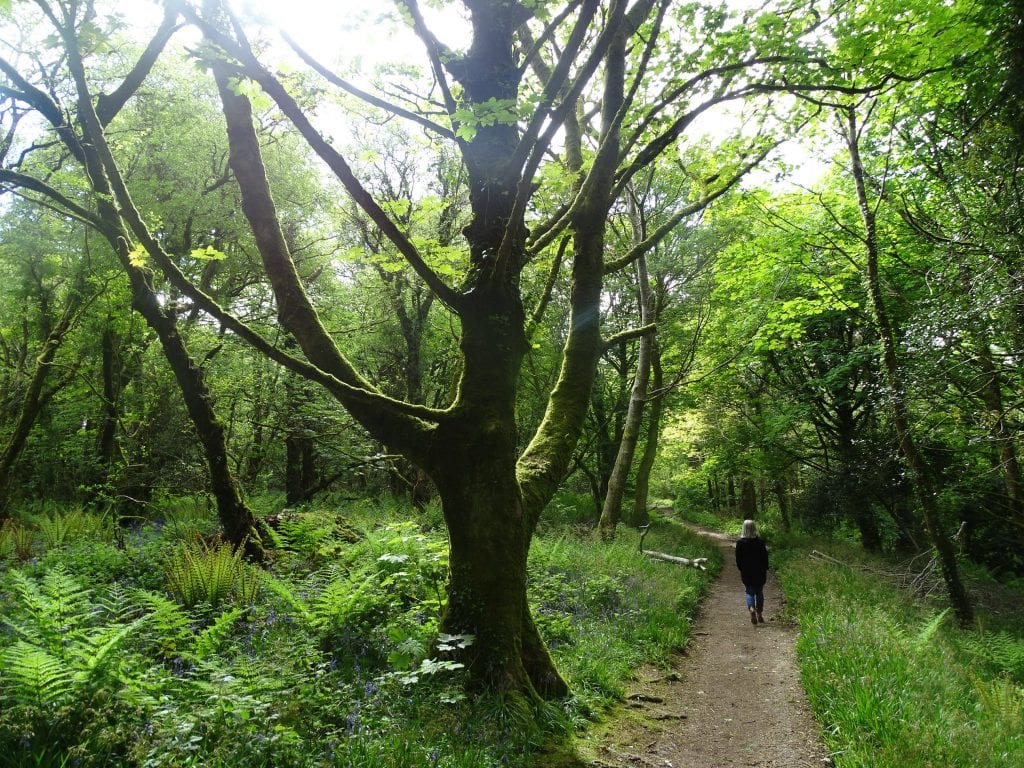 Curraghbinny Woods | www.ringofcork.ie | Ring of Cork