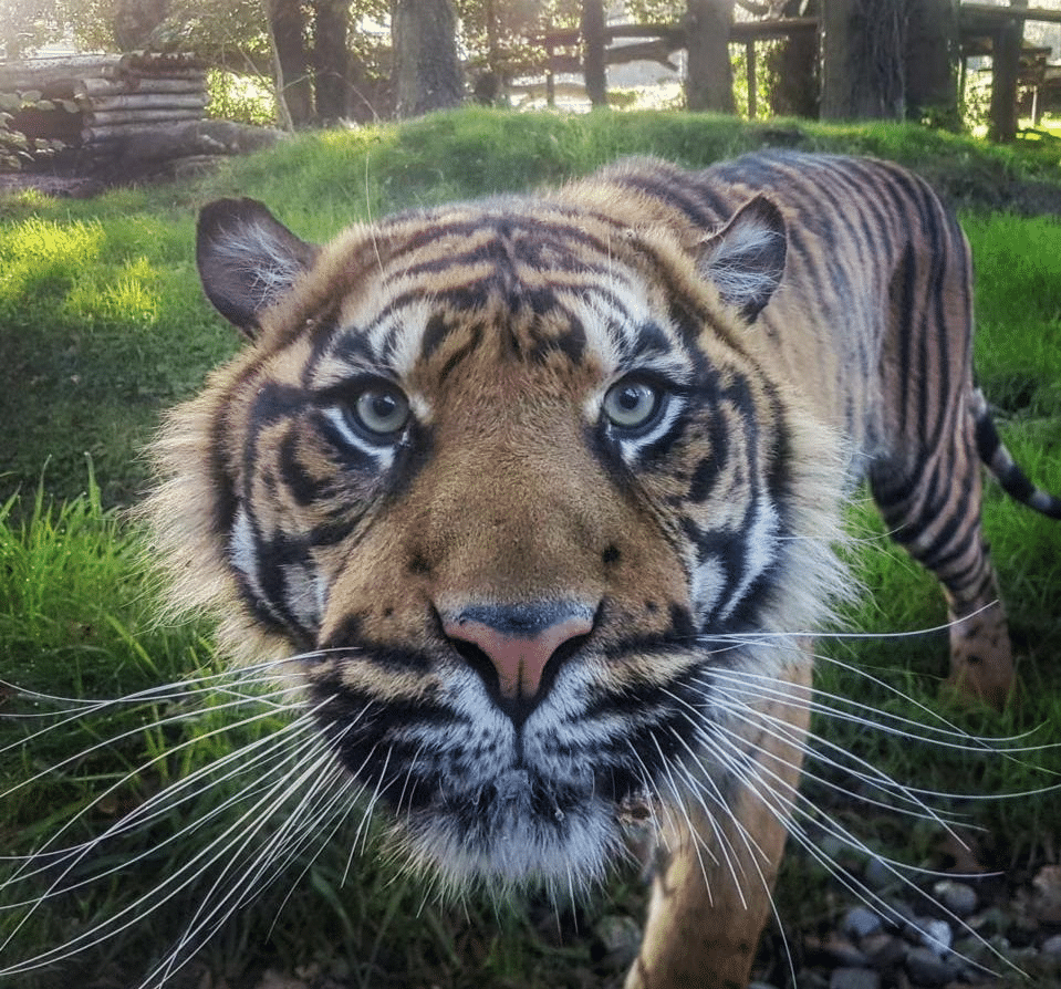 Fota Wildlife Park | www.ringofcork.ie | Ring of Cork