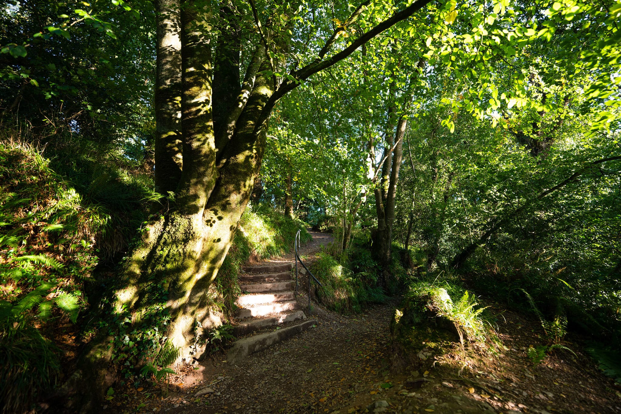 Glenbower Woods | www.ringofcork.ie | Ring of Cork
