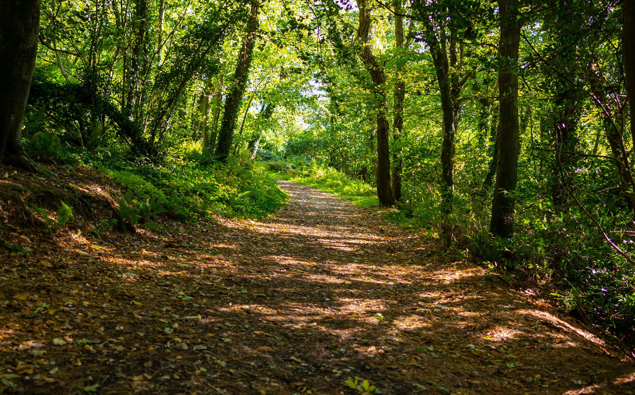 Marlogue Woods | www.ringofcork.ie | Ring of Cork