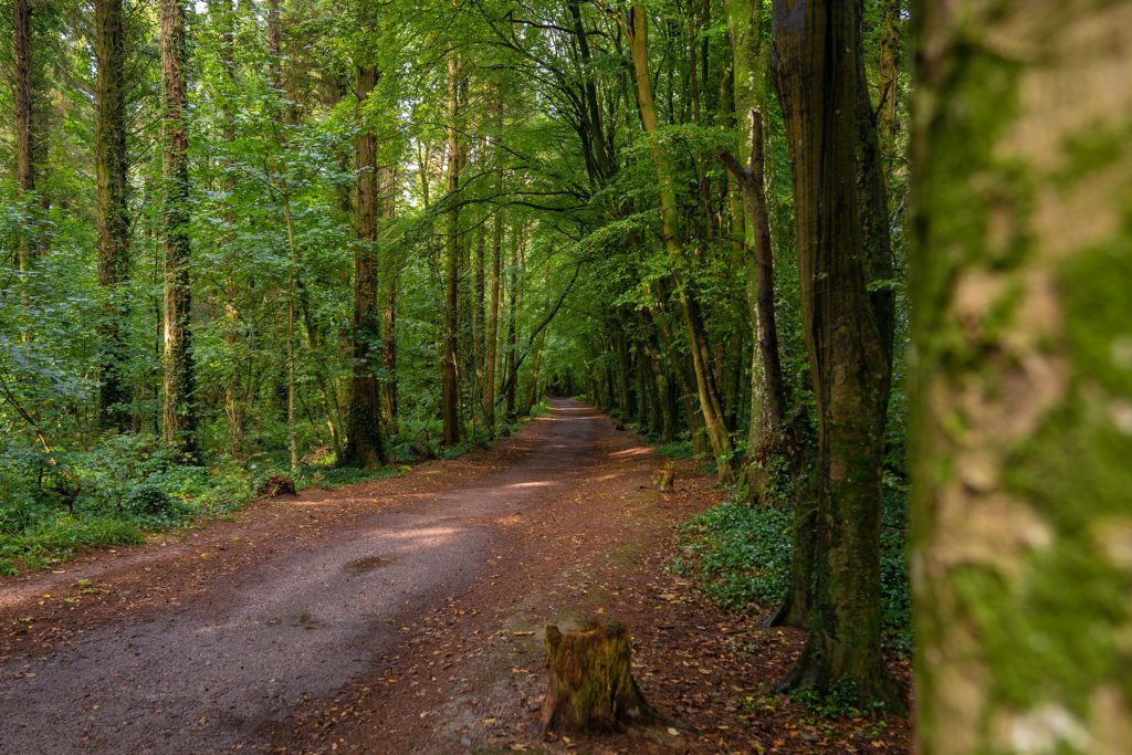 Rostellan Woods | www.ringofcork.ie | Ring of Cork