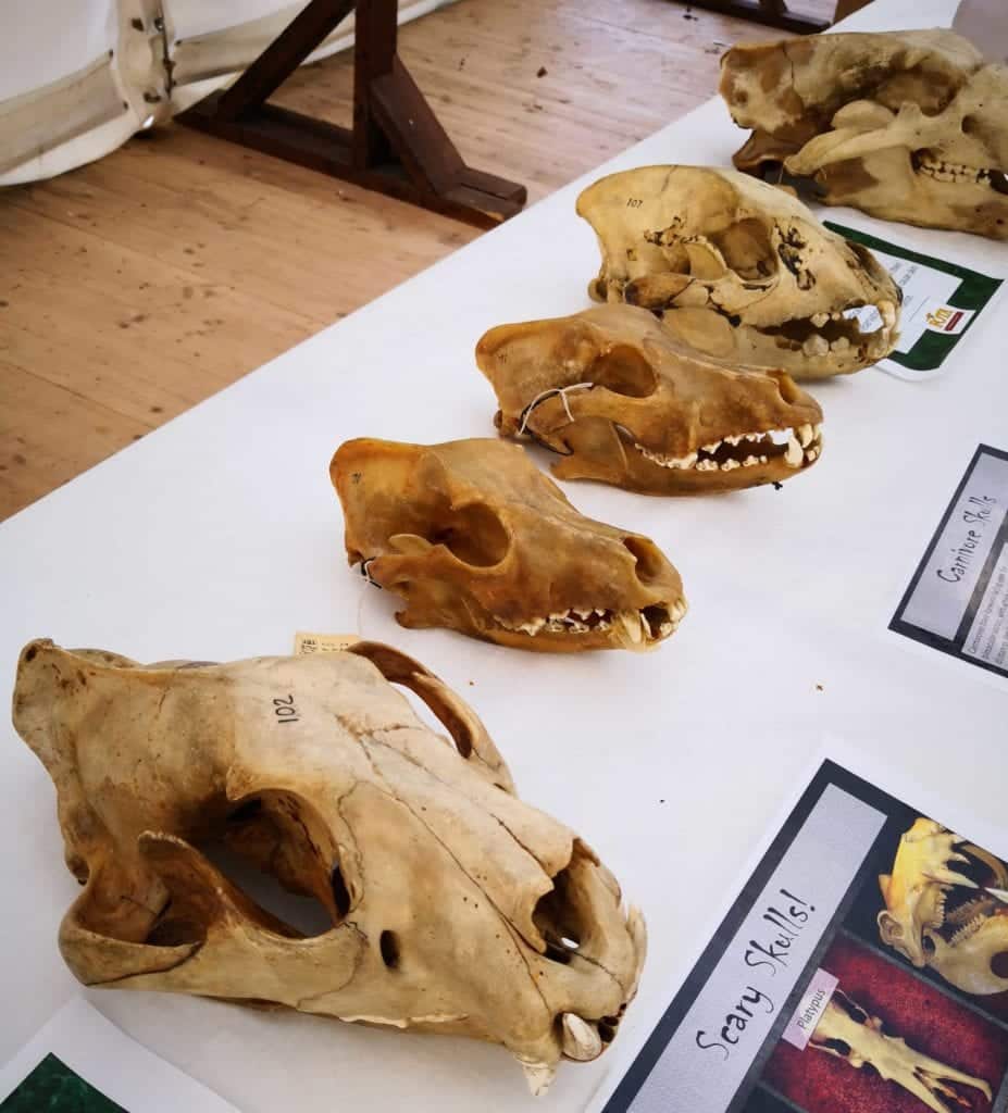 Fota Wildlife Park Skulls | www.ringofcork.ie | Ring of Cork